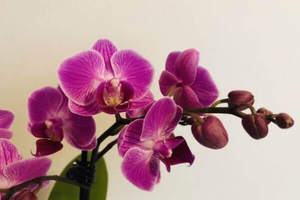 como-cuidar-de-orquídeas